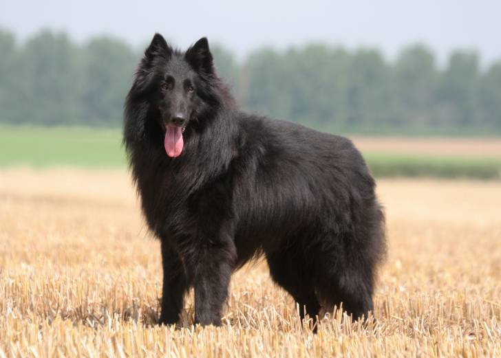 Photo Groenendael