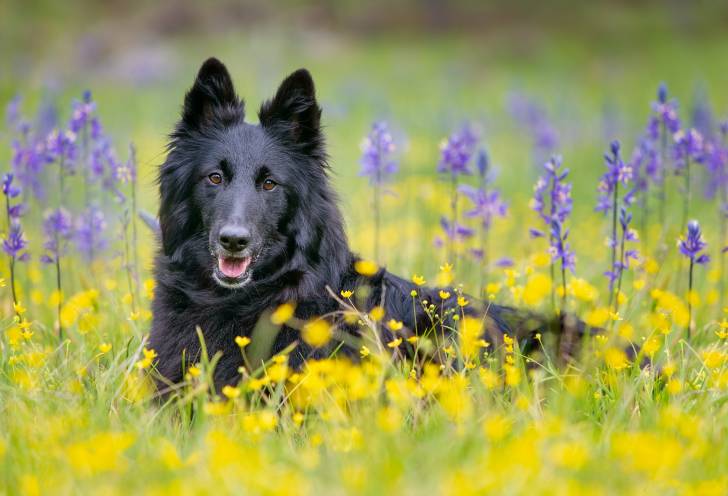 Photo Groenendael