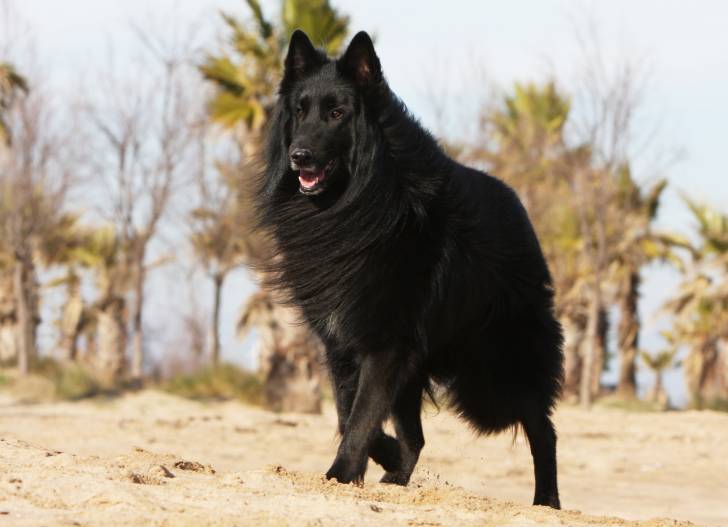 Photo Groenendael