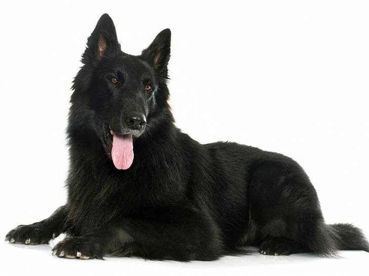 Photo Groenendael
