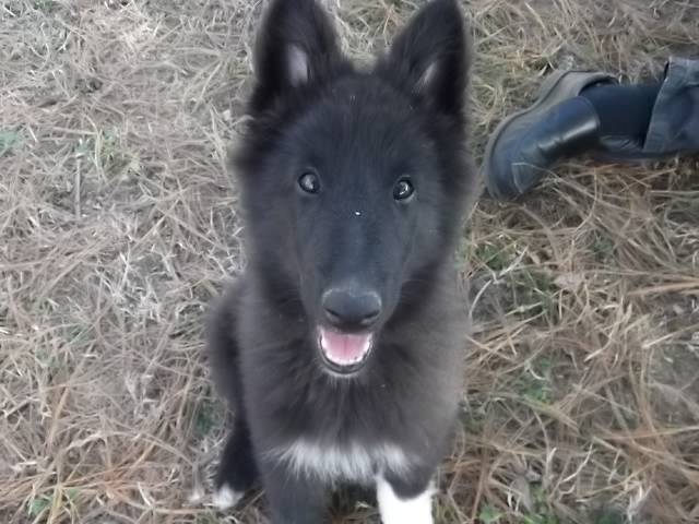 Gajeel des Perles Noires - Groenendael Mâle (3 mois)