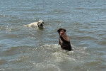 Deux Labernois jouant dans l'eau