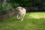 Un Labernois courant dans un Jardin