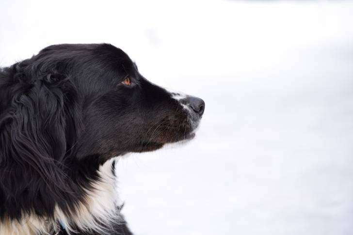 Un Labernois vu de profil