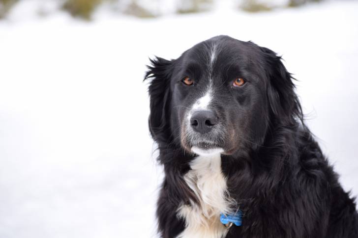 Un Labernois avec un collier