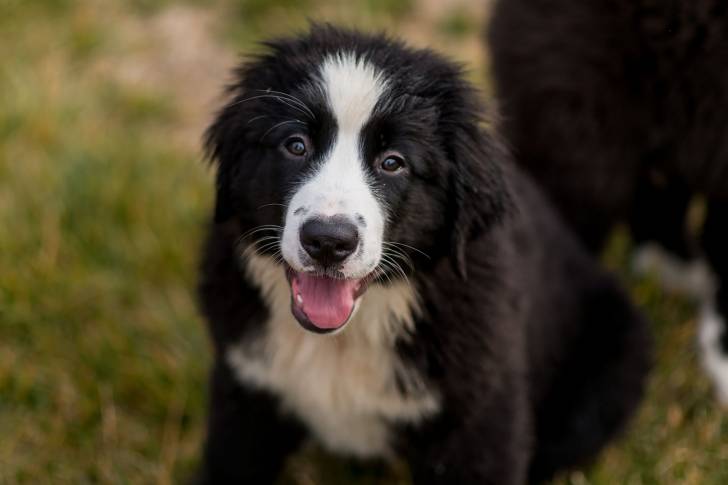 Un Labernois assis dans l'herbe