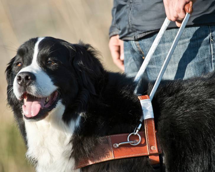 Un Labernois aux côtés de son maître aveugle