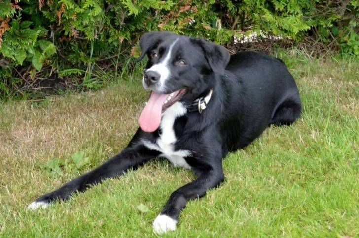 Un Labernois allongé dans l'herbe