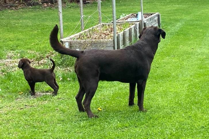 Deux Labernois sur un terrain herbeux