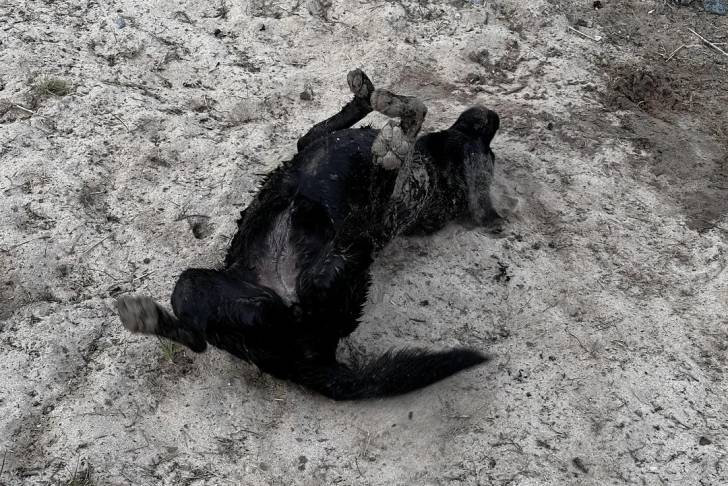 Un Labernois allongé de dos sur un sol enneigée