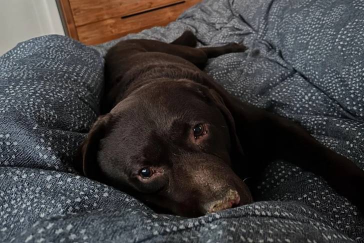 Un Labernois allongé sur une couverture
