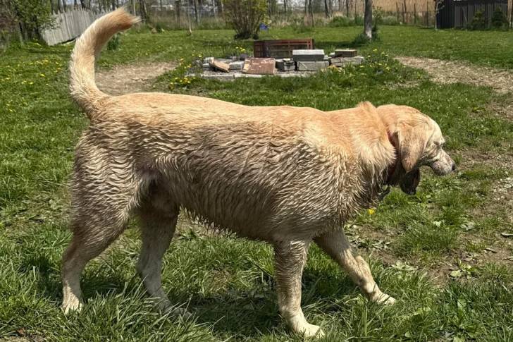 Un Labernois marchant sur une surface herbeuse