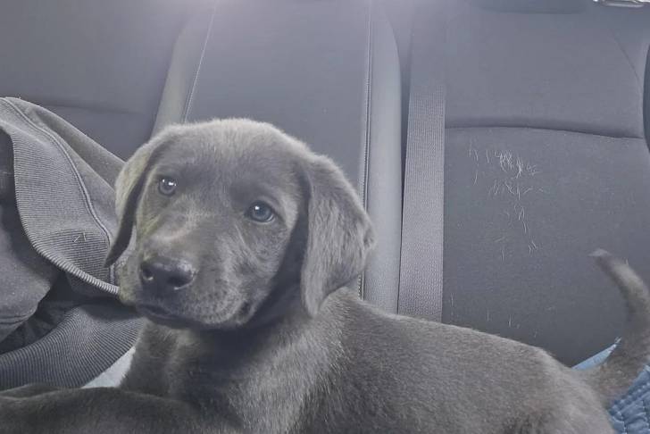 Un Labernois allongé sur la banquette arrièred'un véhicule