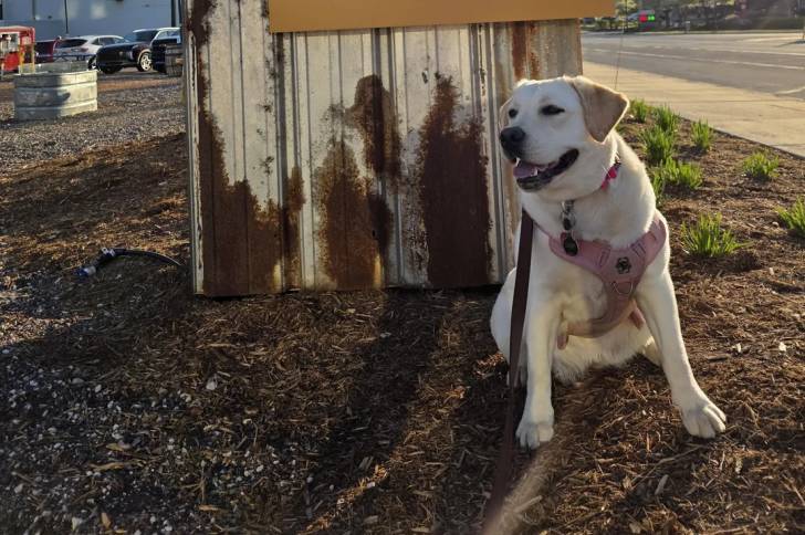 Un Labernois assis sur un terrain herbeux et tenu en laisse