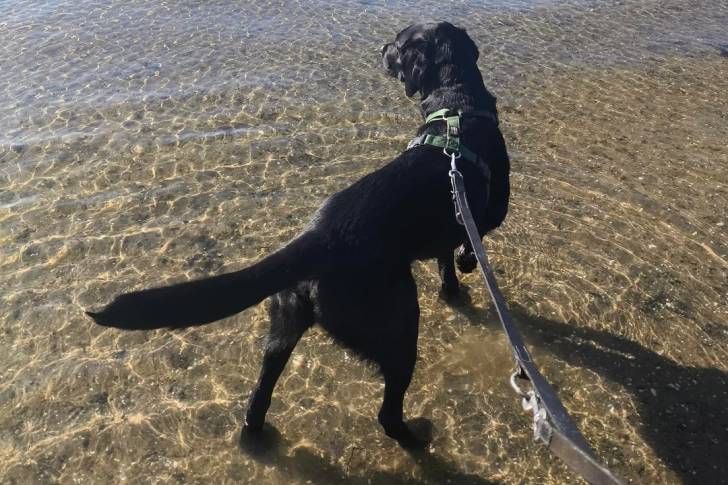 Un Labernois dans l'eau et tenu en laisse
