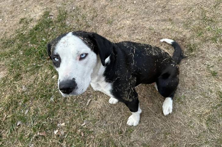 Un Labernois assis sur un terrain herbeux