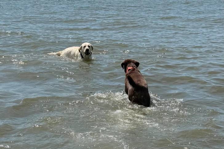 Deux Labernois jouant dans l'eau
