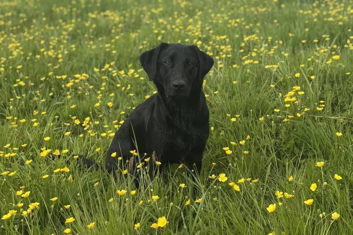 Un Labernois assis dans un champ de fleurs