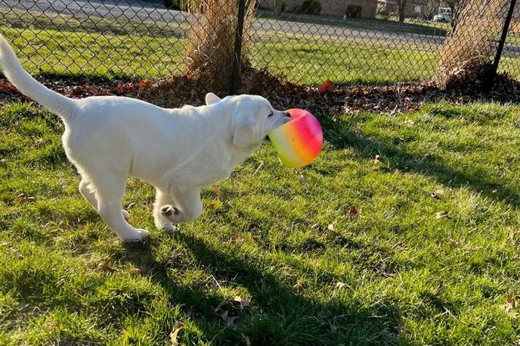 Un Labernois courant sur un terrain herbeux