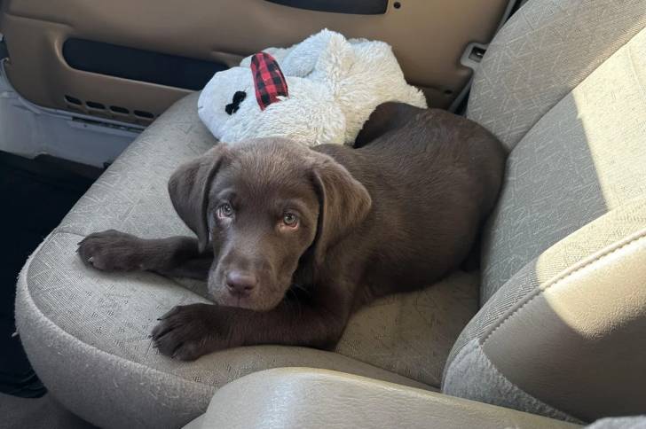 Un Labernois allongé sur le siège d'un véhicule