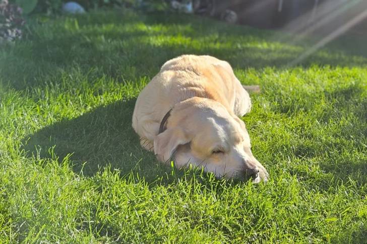 Un Labernois allongé sur un terrain herbeux