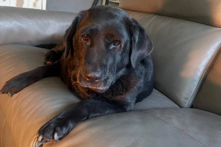 Un Labernois allongé sur un canapé