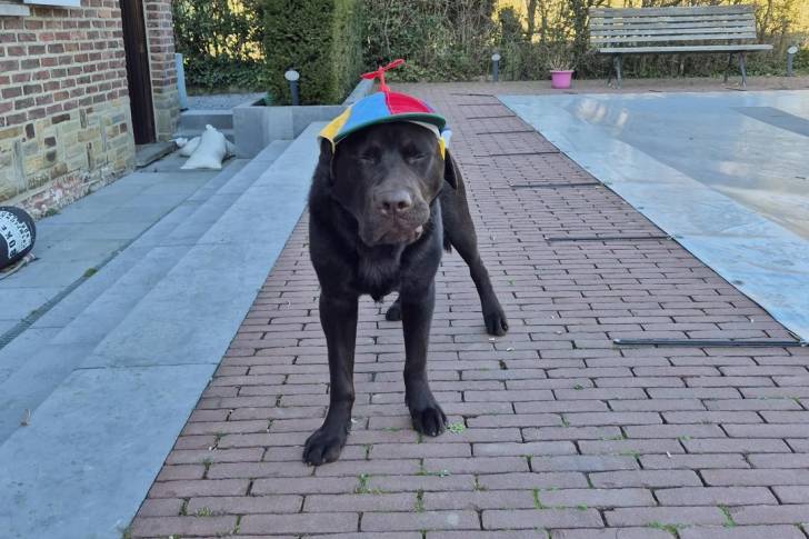 Un Labernois sur un sol pavé