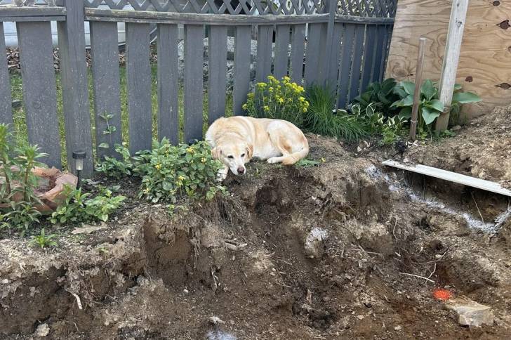 Un Labernois allongé sur une surface sableuse
