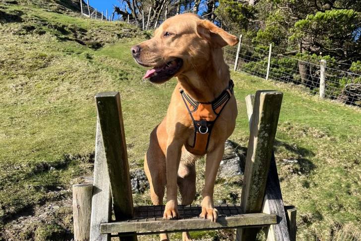 Un Labernois portant un harnais