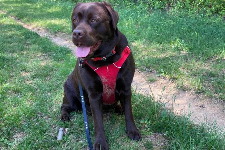 Un Labernois assis sur un terrain herbeux et portant un harnais