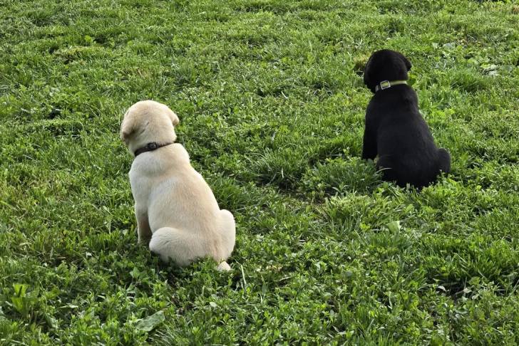 Deux Labernois assis sur un terrain herbeux et portant chacun un collier autour du cou