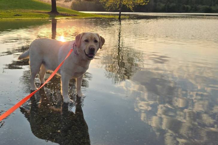 Un Labernois tenu en laisse sur une étendue d'eau