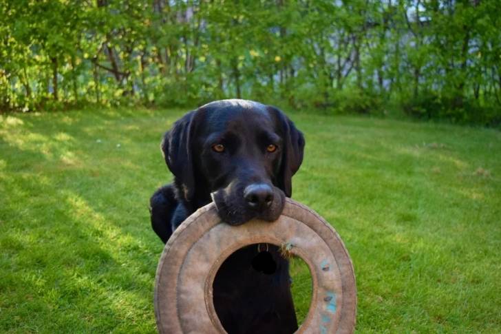 Un Labernois assis sur un terrain herbeux et tenant un objet dans la gueule 