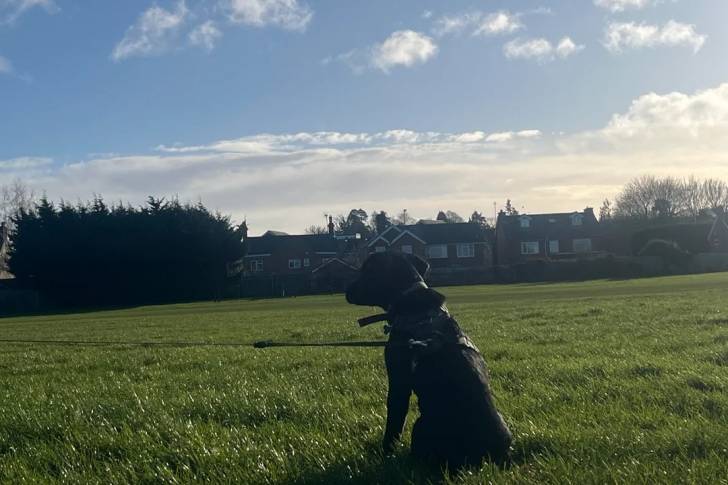 Un Labernois assis sur un terrain herbeux et portant un harnais