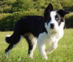 Tempo - Border Collie Mâle (1 an)