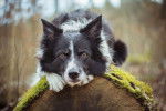 Un Border Collie allongé sur un tronc d'arbre dans la forêt
