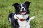 Un Border Collie noir et blanc avec un air heureux