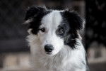 Photo Border Collie