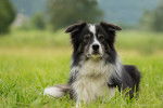 Photo Border Collie