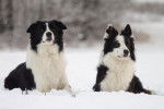 Deux Border Collie noirs et blancs allongés dans la neige