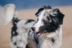 Photo Border Collie