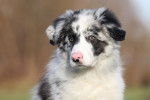 Un jeune Border Collie bleu merle