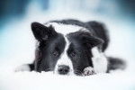 Un Border Collie allongé sous la neige