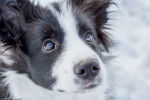 Photo Border Collie