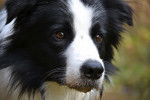 Photo Border Collie