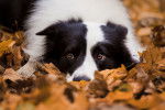Un Border Collie allongé sur des feuilles d'automne