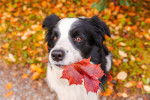 Un Border Collie tient une feuille rouge dans la gueule