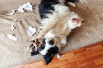 Un Border Collie sur le dos après avoir détruit du papier toilette