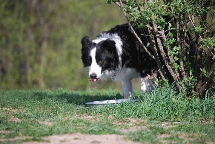 Shoreland's Blaze In My Heart - Border Collie Mâle (3 ans)