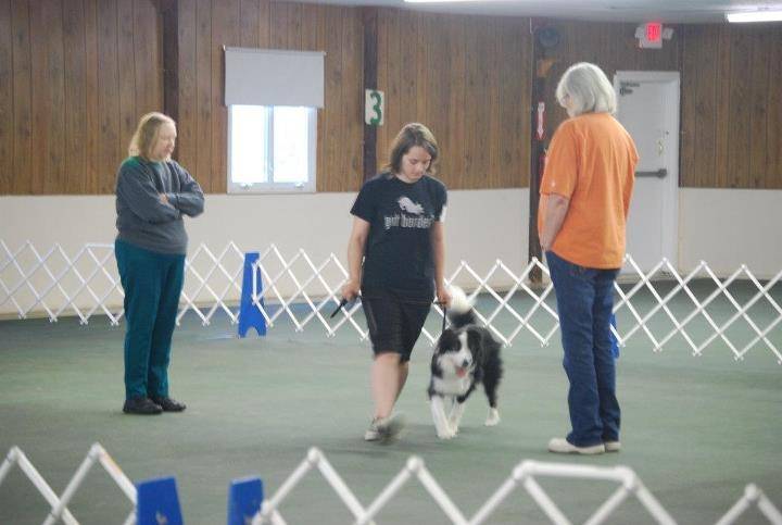 Blaze (AKC) - Border Collie Mâle (3 ans)